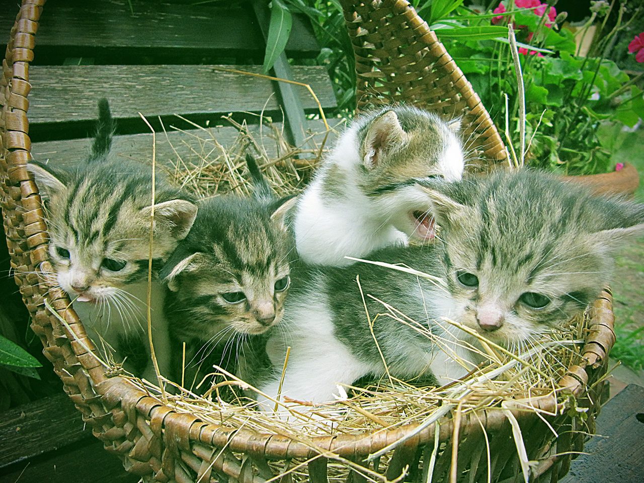 Gattini in Regalo