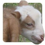 Brunella