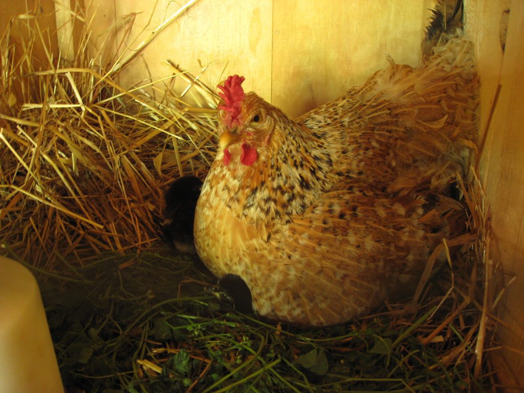 La Gallina Robocop