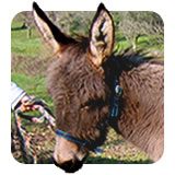 Ottone