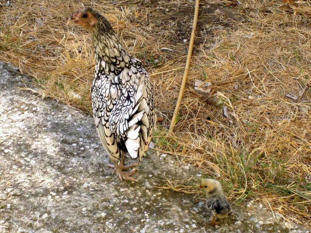 Galline Sebright