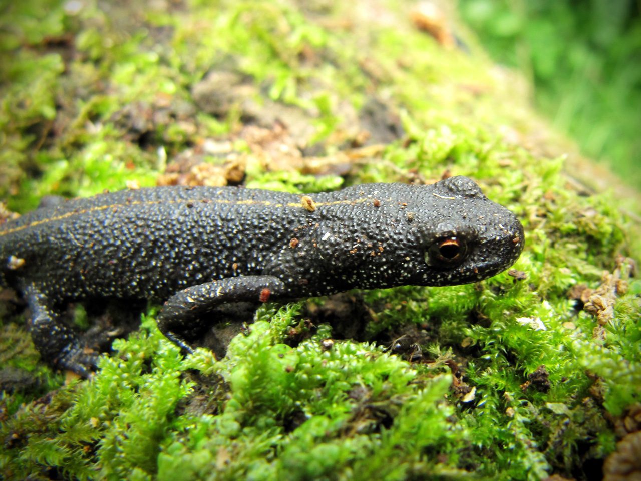 La Salamandra