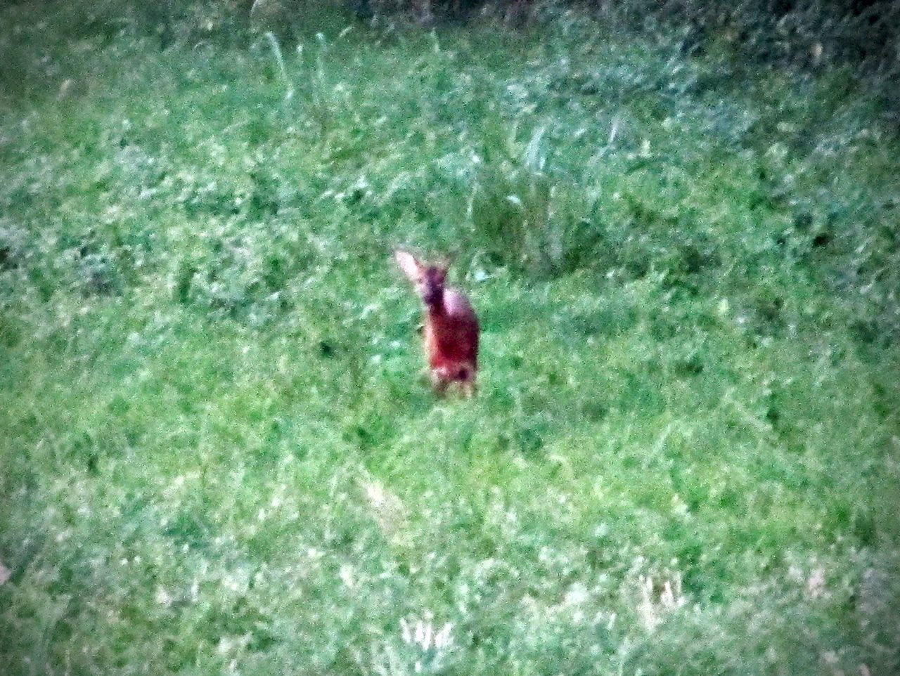 Capriolo