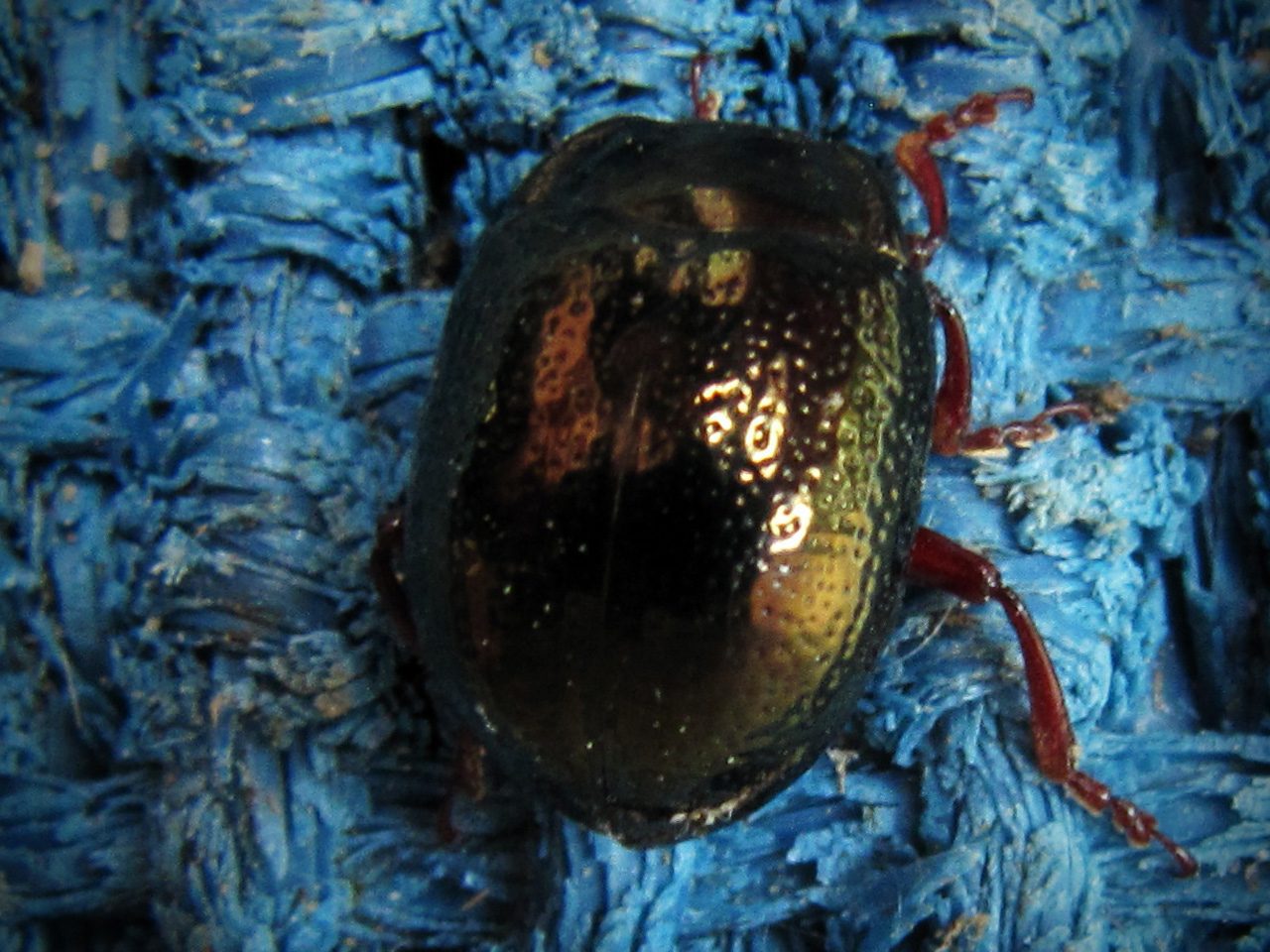 Scarabeo Lucidato