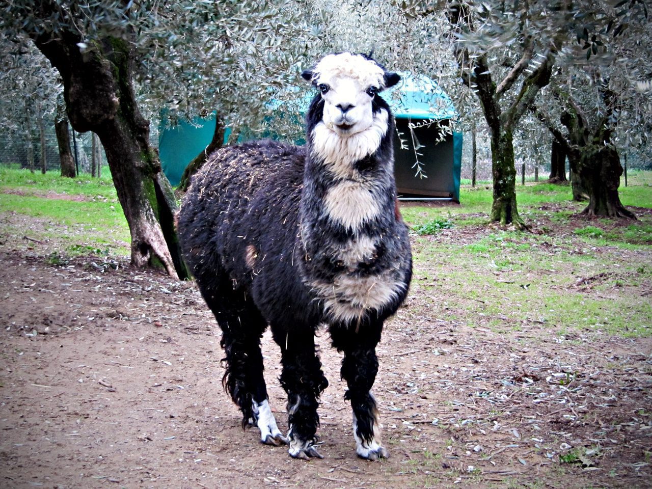 Matteo e Yak