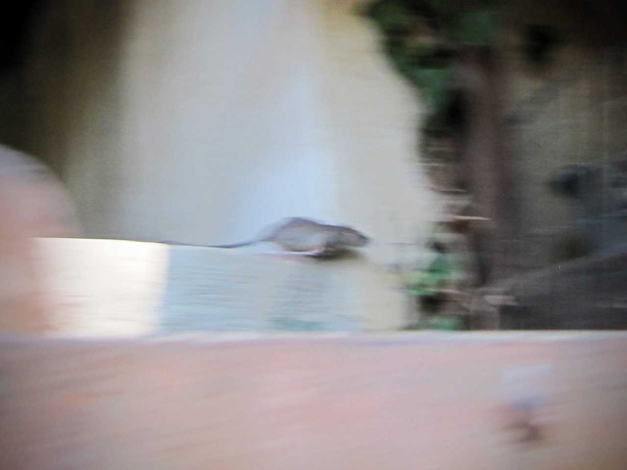 La fuga del Ratto