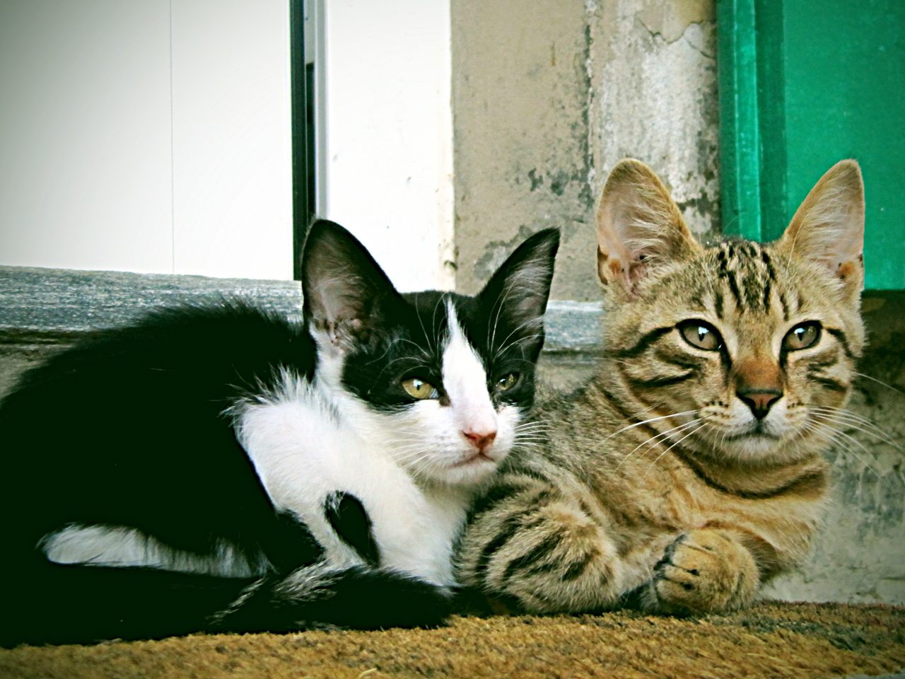 Mucca e Furbetto