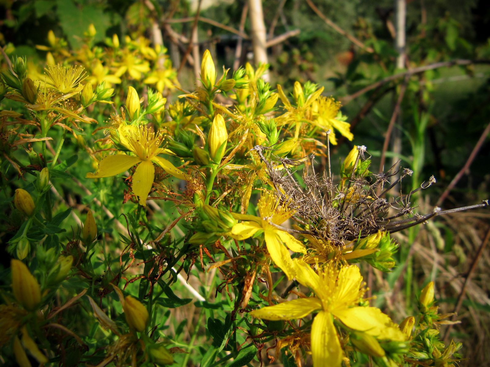 Fiori di Iperico