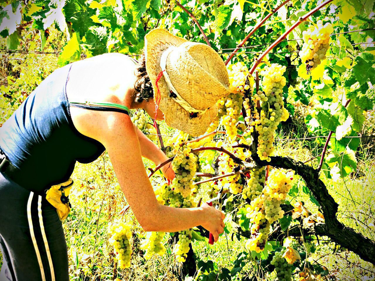 Vendemmia 2013