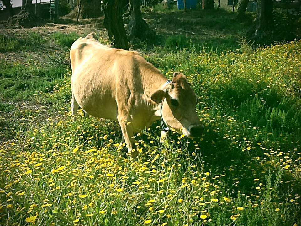 La Mucca Jersey