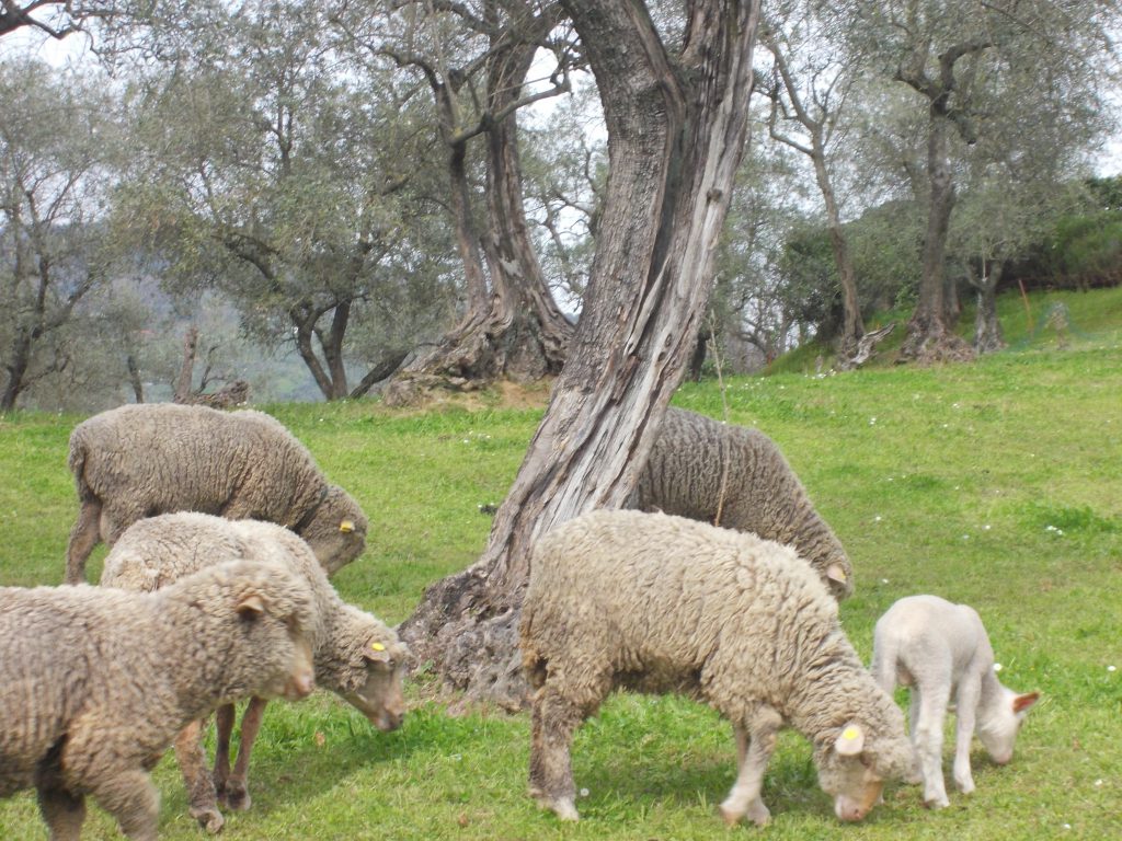Cinque pecore e un agnello pascolano sull'erba verde vicino a un albero contorto in un campo con altri alberi sullo sfondo.